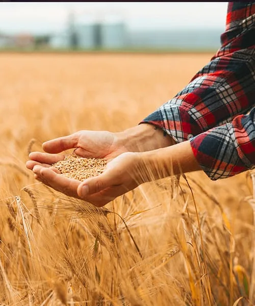 Getreidefeld mit reifen Ähren kurz vor der Ernte
