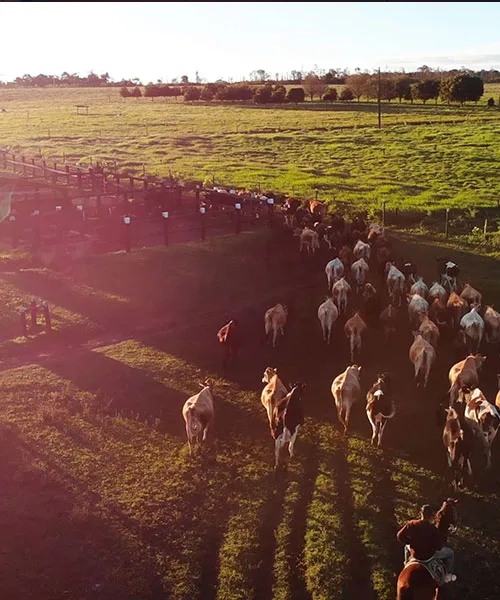 Kühe auf der Weide eines landwirtschaftlichen Betriebs