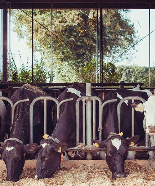 landwirtschaft-nexas-media-kühe-cows-stall